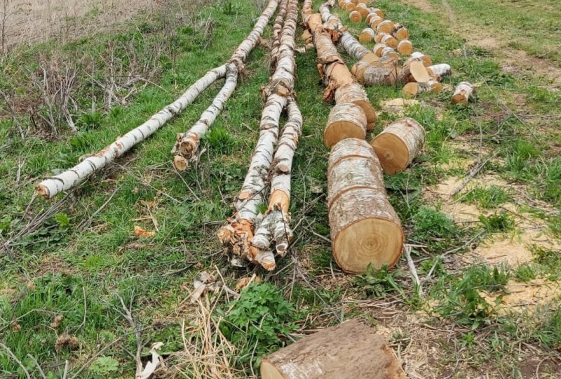 Житель Чайковского городского округа подозревается в незаконной рубке деревьев