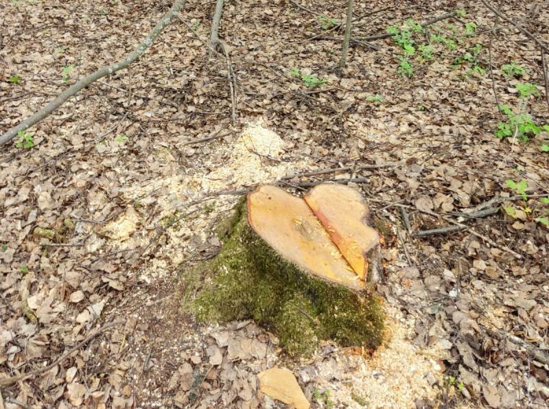 Житель Чайковского городского округа подозревается в незаконной рубке деревьев